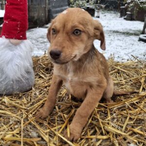 MAYLI (♀) - auf PS im PLZ Bereich 21 - vermittelt