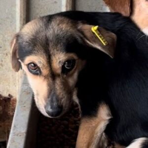 SPUTNIK (♂) - RBB 05/24