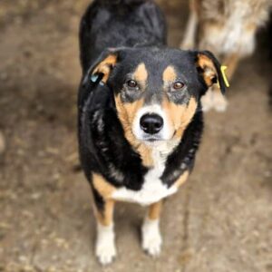 KNOSPE (♀) - abgerissene Rute