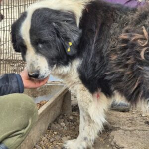 LEONIDAS (♂) - als GPH auf PDR PS (NE)