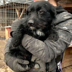 PAOLO (♂) - ausgereist zum TST