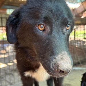 CHIPO (♂) - resignierter Junghund - vermittelt Manuela