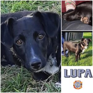 LUPA (♀) in 75417 Mühlacker - vermittelt