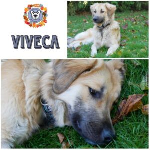 VIVECA (♀) in 21493 Möhnsen - vermittelt