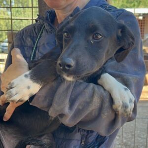 MIRI (♀) - sehr dünn - ausgereist zum TST