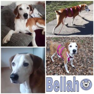 BELLAH - Gnadenplatzhund seit dem 30.07.2022