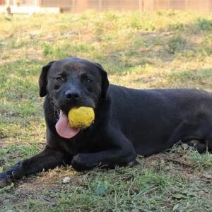 PICASSO (NIXON) (♂) - RBB 06/24