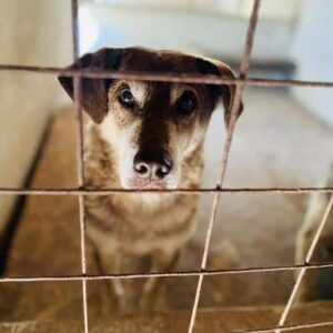 KENDAO - seit mind 2017 im Shelter - ausgereist zum TH Iserlohn