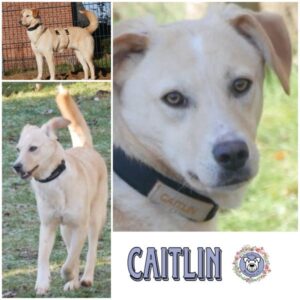 CAITLIN (♀) in 21493 Möhnsen - vermittelt