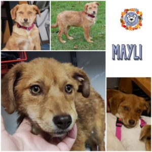 MAYLI (♀) in 21493 Möhnsen - vermittelt