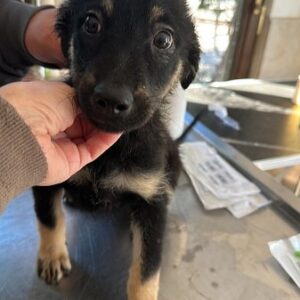 MISCHU - vermittelt MD