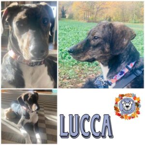 LUCCA in 91054 Erlangen / Bayern - vermittelt