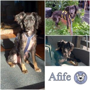 AFIFE - Gnadenplatzhund seit dem 16.09.2023 - vermittelt