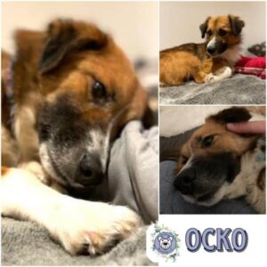 OCKO (♂) in 24358 Ahlefeld Bistensee