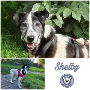 SHELBY - Gnadenplatzhund seit dem 09.09.2023 - RBB 10/24