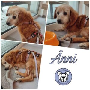 ÄNNI - Gnadenplatzhund seit dem 16.09.2023 - RBB 05/2025