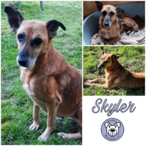 SKYLER - Gnadenplatzhund seit dem 23.09.2023 -RBB 03/2025