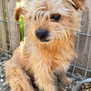 DERRICK - vermittelt Betty