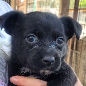 KIRBY (♂) - ausgereist zum TST Rösrath