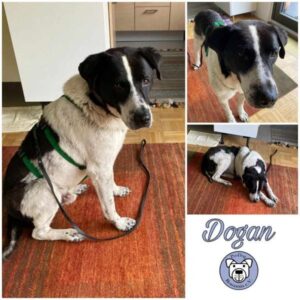 DOGAN - Gnadenplatzhund seit dem 21.10.2023