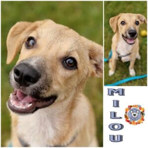 MILOU in 16515 Oranienburg - vermittelt