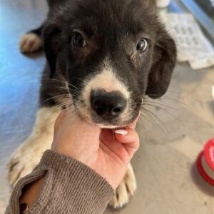 HAGEN - auf PDR PS im PLZ Bezirk 45 - vermittelt