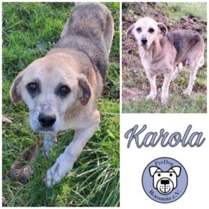 KAROLA - Gnadenplatzhund seit dem 04.11.2023