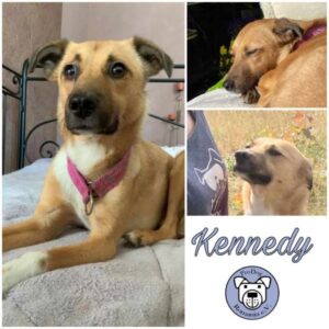 KENNEDY - Gnadenplatzhund seit dem 19.06.2020