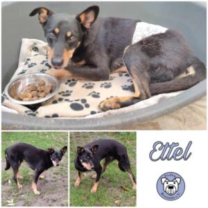 ETTEL- Gnadenplatzhund seit dem 04.11.2023 - RBB 01.07.2024