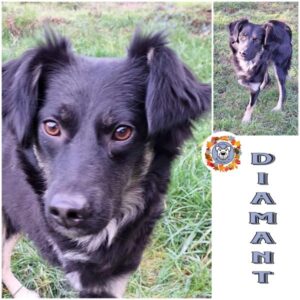 DIAMANT in 41564 Kaarst - vermittelt