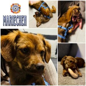 MARIECHEN in 15806 Zossen - vermittelt