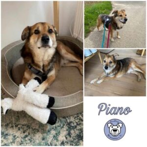 PIANO - Gnadenplatzhund seit dem 07.11.2023