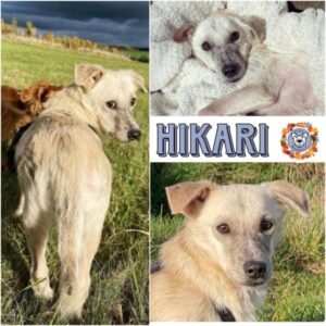 Hikari in 63688 Gedern - vermittelt