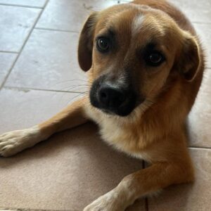 DANNY - auf PDR PS im PLZ Bezirk 1 - vermittelt