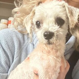 TALIS - ausgereist zu 4animals