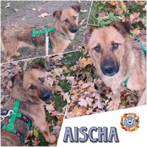 AISCHA in 18311 Ribnitz Damgarten - vermittelt