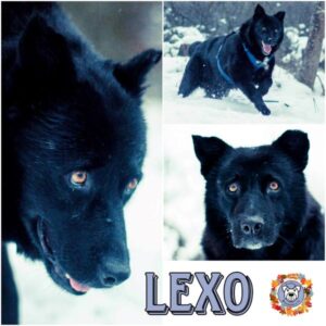 LEXO in 91757 Treuchtlingen - vermittelt