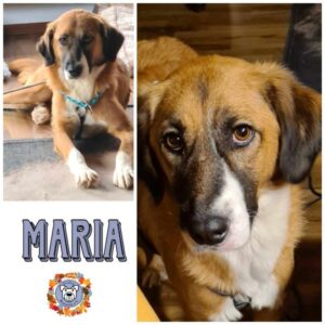 MARIA in 64395 Brensbach - vermittelt