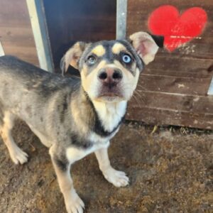 VARIO (♂) - wird bereits unsicher