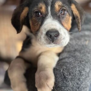 FANTA (♀) - ausgereist zur Tierhilfe Lebenswert DR 15.03.25