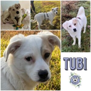 TUBI (♂) in 39418 Staßfurt - vermittelt