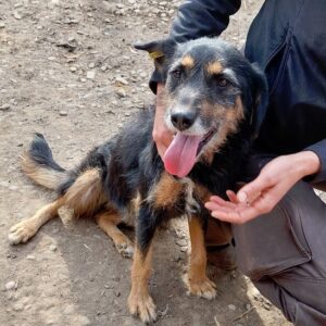 LUANA - ausgereist zum TST Rösrath