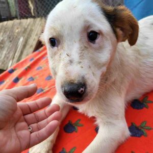 JIMMY - ausgereist zum TH Lingen