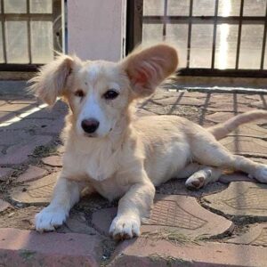 SANNA - rechtes Auge fehlt - auf PDR PS im PLZ Bezirk 95 - vermittelt