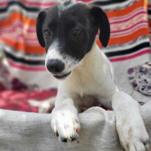 HEDY (♀) - ausgereist zur Arche Noah