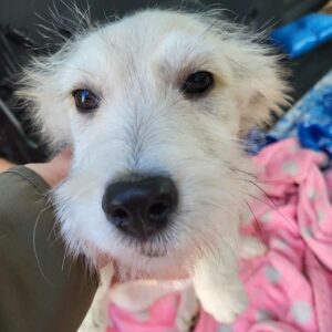 ENOLA (♀) - auf PDR PS im PLZ Bezirk 24 - vermittelt