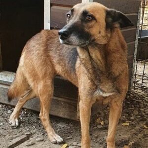 LISANNE - seelischer Notfall, sehr gestresst - reserviert TH Iserlohn - vermittelt