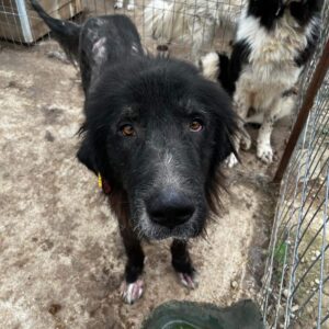 THANO (♂) - Notfall im Shelter - jetzt auf PDR PS im PLZ Bezirk 73 - vermittelt