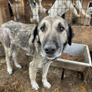 PADESCHA (♂) - Hautprobleme, dünn - vermittelt Manuela