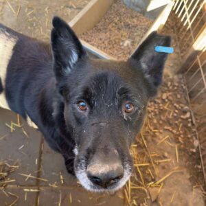 ALBERTO (♂) - reserviert Tierhilfe Lebenswert DR - vermittelt
